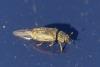 Helophorus sp.